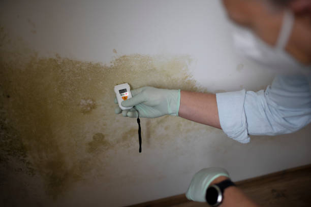 Best Black Mold Removal  in Cadillac, MI